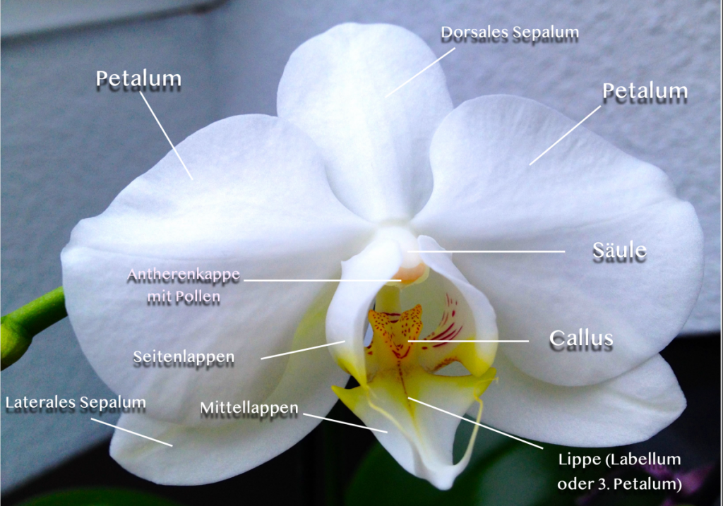 Aufbau einer Phalaenopsisblüte - Skizze