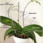 Mehr über den Artikel erfahren Aufbau einer Phalaenopsis Orchidee