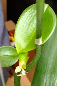Kindel einer phalaenopsis Orchidee