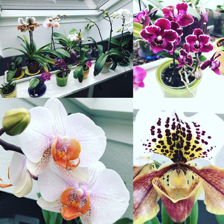 Orchideen-wunderschöne Blumen