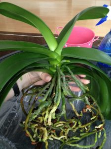 Wurzelballen einer Phalaenopsis Orchidee