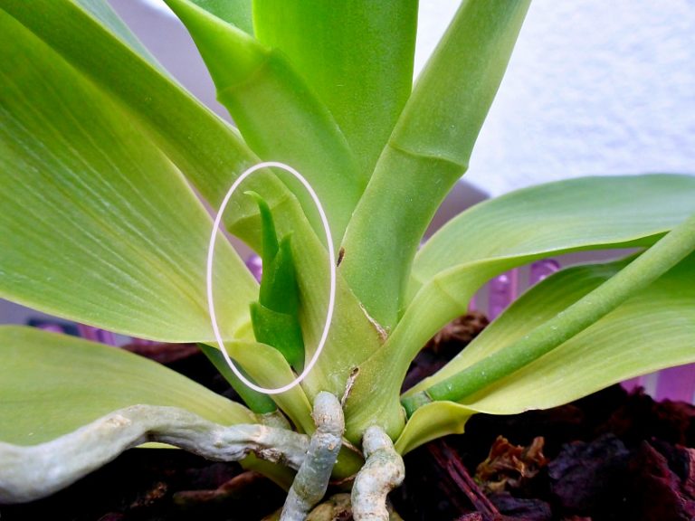 Stammkindel an Phalaenopsis Orchidee