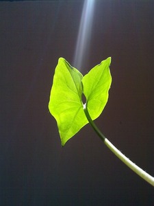 Licht auf ein grünes Blatt