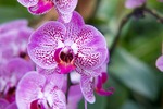 Mehr über den Artikel erfahren Orchideendünger
