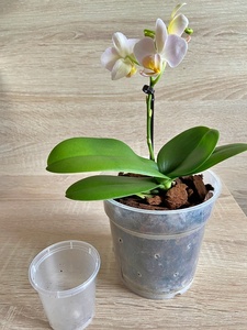 Orchidee im größerem Topf