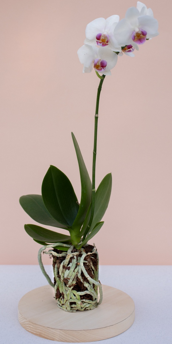 Mehr über den Artikel erfahren Orchideen umtopfen