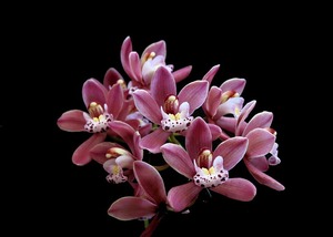 Orchideenname Cymbidium