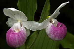 Read more about the article Taxonomie: Orchideennamen enthüllt