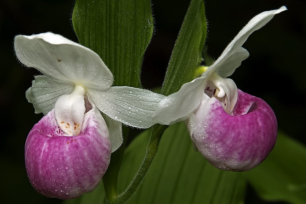 You are currently viewing Taxonomie: Orchideennamen enthüllt