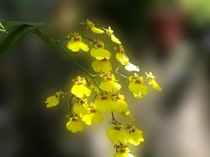 gelbe Oncidium Orchidee