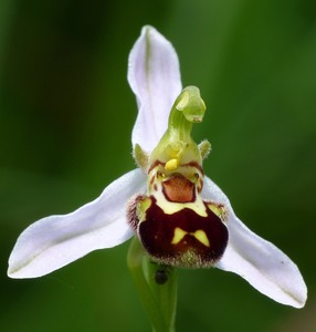 Ophrys Orchidee