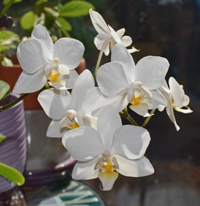 weiße Phalaenopsis Blüten