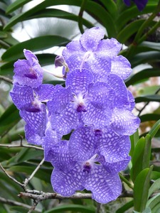 Vanda Blue Magic Orchidee