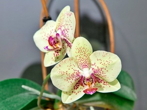 gelbe Phalaenopsis-Blüte