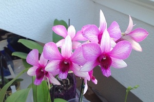 Orchideen-Hybriden