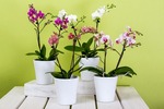 Mehr über den Artikel erfahren Orchideen kaufen – Meine Tipps für gelungenen Kauf