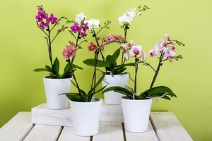 Read more about the article Orchideen kaufen – Meine Tipps für gelungenen Kauf