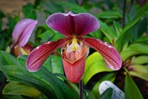 Paphiopedilum Orchideen-Hybride