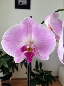 Orchideen-Hybride