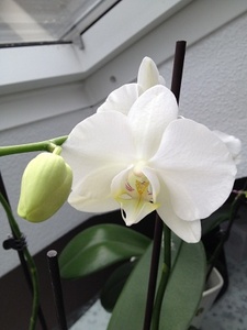 Weiße Phalaenopsis-Hybride