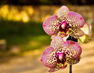 Phalaenopsis Orchideen- Hybride