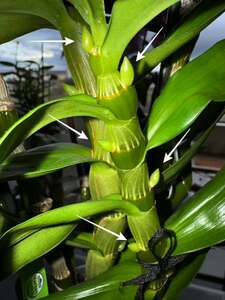 Nahaufnahme Dendrobium Nobile Orchidee
