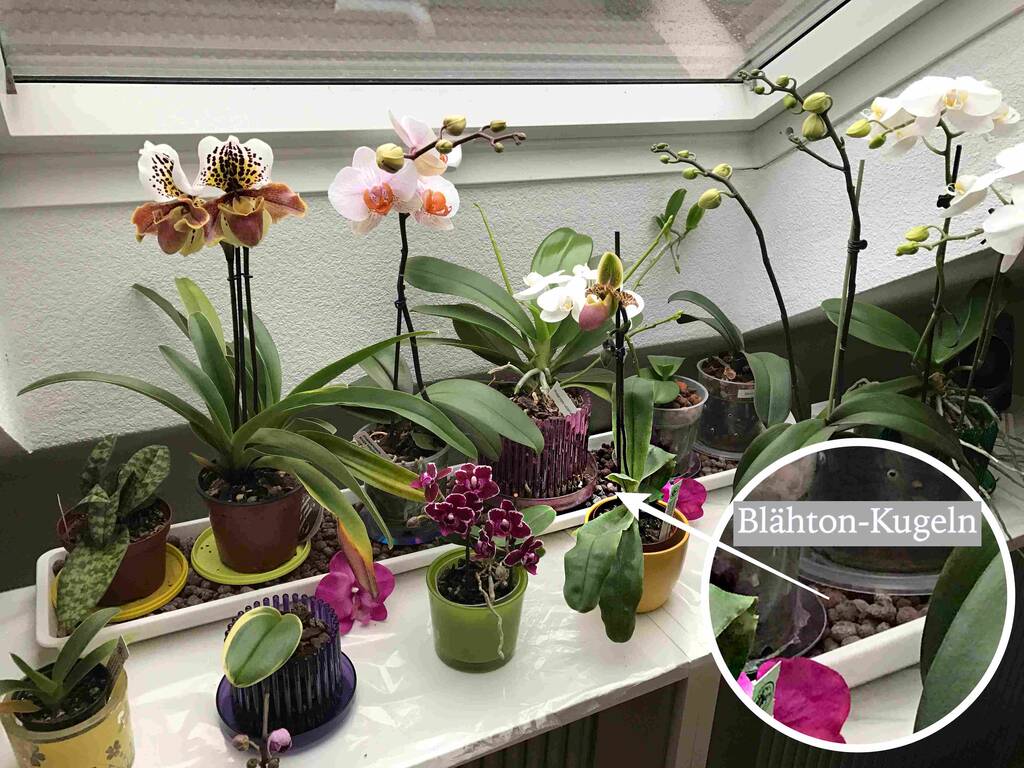 Orchideen stehen im Untersetzer