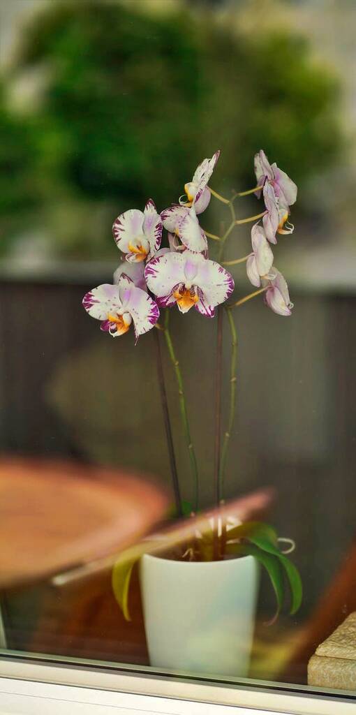 Orchidee auf Fensterbank