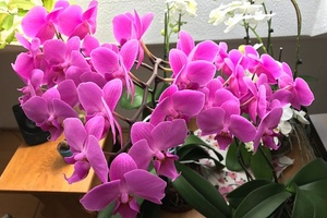 prächtige Blüten Orchidee