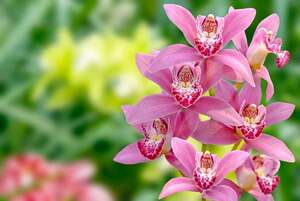 Schöne rosa Orchidee