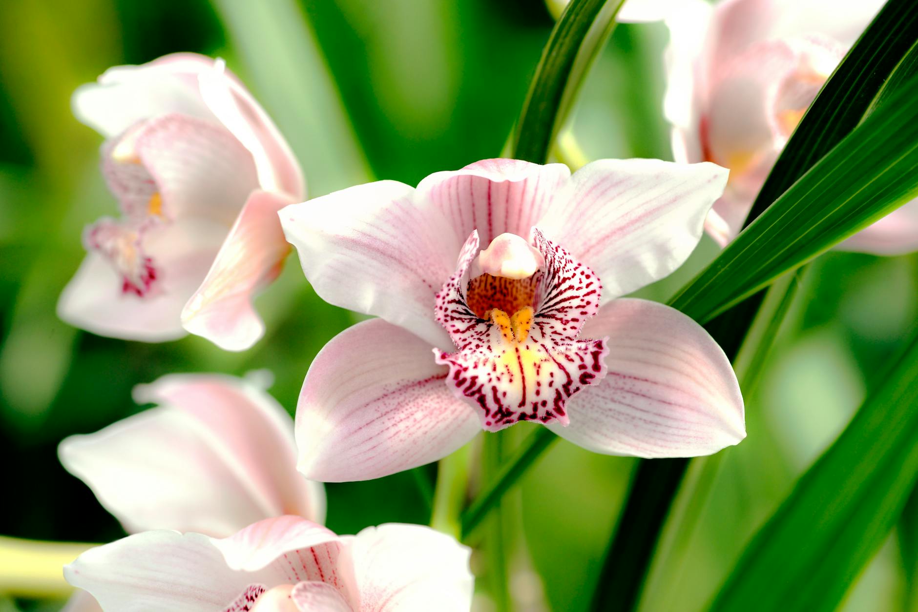 Mehr über den Artikel erfahren Orchideen-Pflege direkt nach dem Kauf