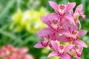Schöne rosafarbene Orchidee
