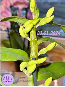 Dendrobium Nobile Blüte im Februar