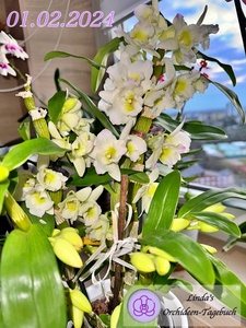 Dendrobium nobile in Blüte