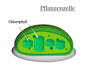 zeichnerische Darstellung Chlorophyll