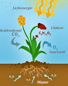 Prozess der Fotosynthese bei Pflanzen