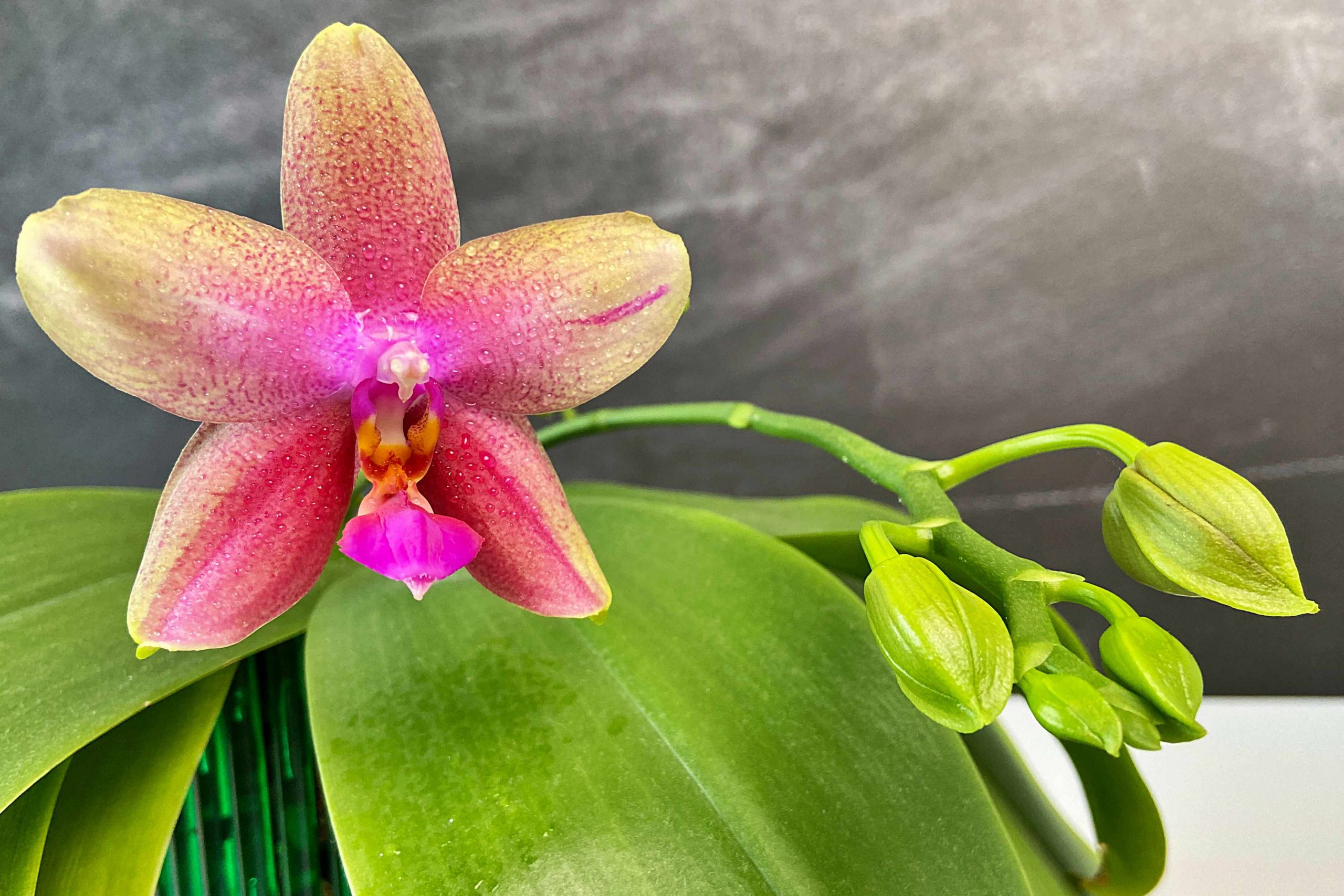 You are currently viewing Phalaenopsis Liodora