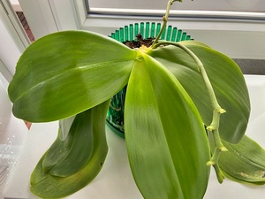 Phal. Liodora Orchidee