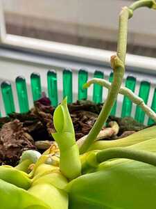 Stammkindel einer Orchidee
