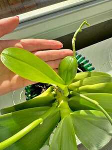 Stammkindel einer Orchidee