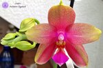 Read more about the article Phalaenopsis Liodora #1