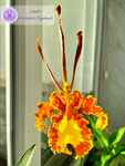 Read more about the article Psychopsis Mariposa #1