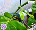 Phalaenopsis Liodora #2